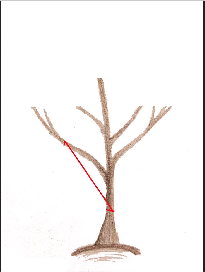 Baum schneiden6